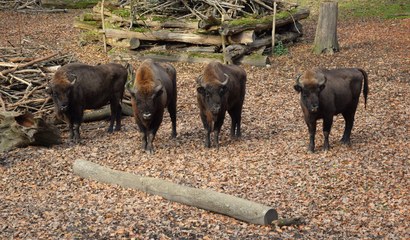 Wisents im Tierpark Bern