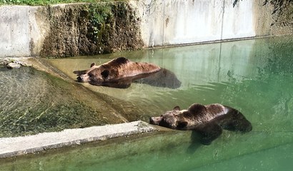 Bärenpark